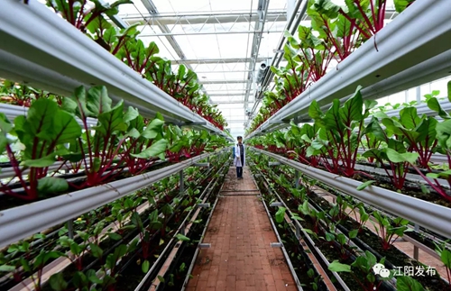 江阳“美丽乡村·蔬式生活”摄影大赛启动(图1)