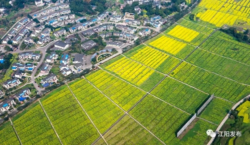 江阳“美丽乡村·蔬式生活”摄影大赛启动(图2)