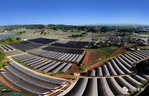 江阳“美丽乡村·蔬式生活”摄影大赛启动(图3)