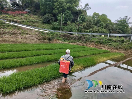 泸县太伏镇4700亩水稻秧苗实行统防统治(图1)