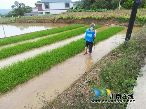 泸县太伏镇4700亩水稻秧苗实行统防统治(图2)