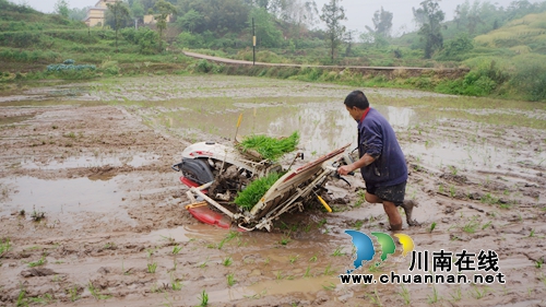 泸县立石镇：农田一片新绿&nbsp;机械化插秧全面开插(图1)