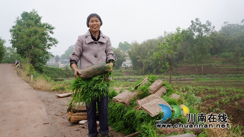 泸县立石镇：农田一片新绿&nbsp;机械化插秧全面开插(图2)