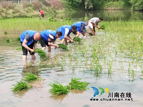 龙马潭区特兴街道:党员上阵忙插秧 5亩水田披“绿装”(图1) 龙马潭区特兴街道:党员上阵忙插秧 5亩水田披“绿装”(图1)