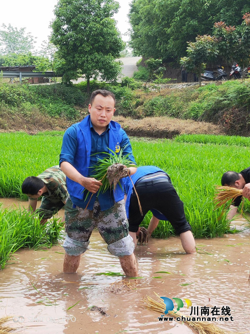 龙马潭区特兴街道:党员上阵忙插秧 5亩水田披“绿装”(图2) 龙马潭区特兴街道:党员上阵忙插秧 5亩水田披“绿装”(图2)