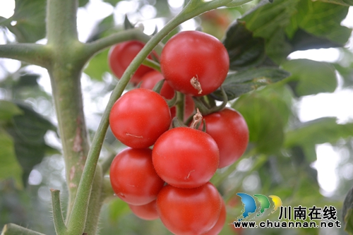 好吃好玩拿大奖！25日起到泸州董允坝乐享生活(图5)