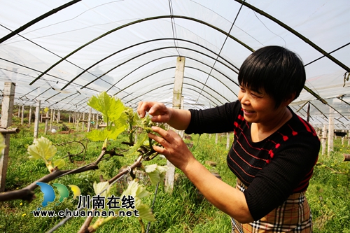 泸州龙马潭：村美民富产业兴&nbsp;美丽乡村换新颜(图2)