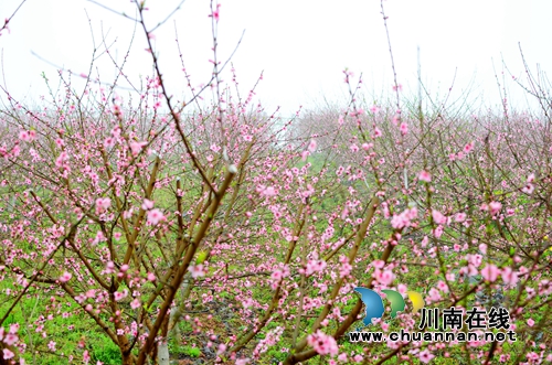 泸州龙马潭：村美民富产业兴&nbsp;美丽乡村换新颜(图3)