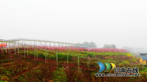 泸州龙马潭：村美民富产业兴&nbsp;美丽乡村换新颜(图4)