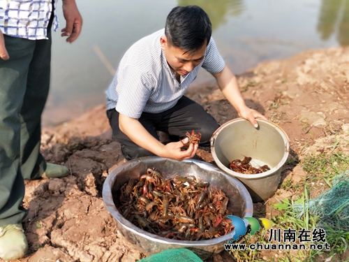 泸县立石镇稻虾养殖拓宽村民致富路(图1)