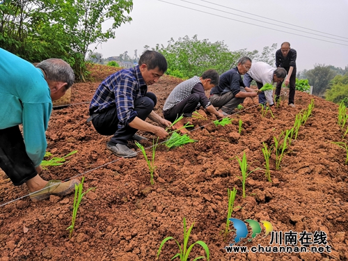 泸县潮河镇全面开展高粱新品种标准化示范实验种植工作(图1)