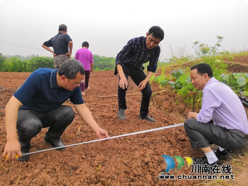 泸县潮河镇全面开展高粱新品种标准化示范实验种植工作(图2)