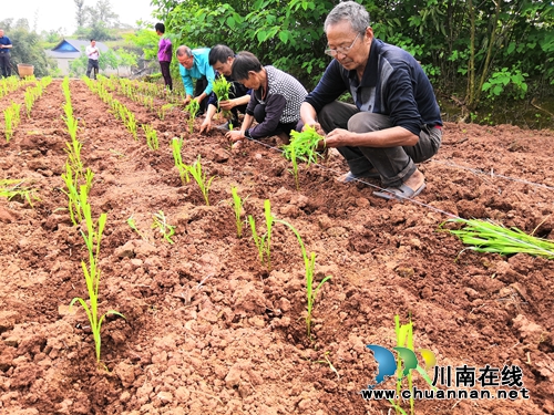 泸县潮河镇全面开展高粱新品种标准化示范实验种植工作(图3)