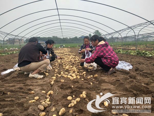 地里种出“金元宝”&nbsp;宜宾蕨溪镇菜农喜洋洋(图1)