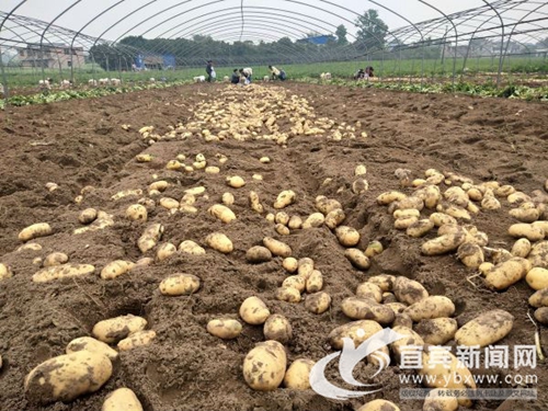 地里种出“金元宝”&nbsp;宜宾蕨溪镇菜农喜洋洋(图2)