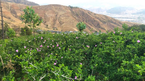 林老汉“钉山”记(图2)