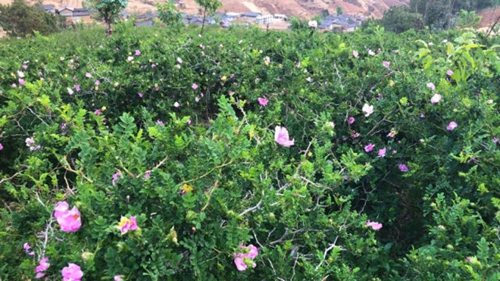 林老汉“钉山”记(图1)