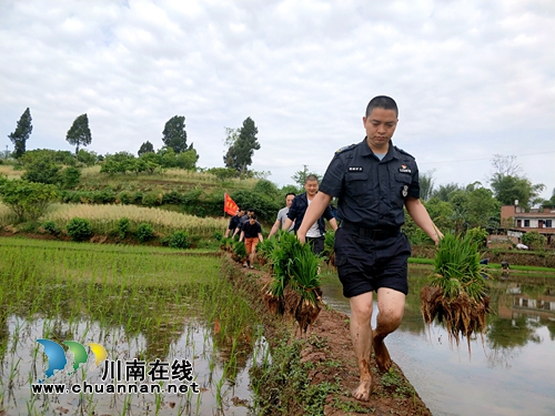 四川融通安防：党员先锋插秧忙&nbsp;一杯热茶表感激(图1)