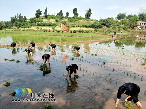 四川融通安防：党员先锋插秧忙&nbsp;一杯热茶表感激(图2)