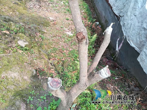 泸县太伏镇玉溪村龙眼良种高换嫁接成活率超八成(图2)
