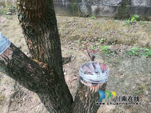泸县太伏镇玉溪村龙眼良种高换嫁接成活率超八成(图3)