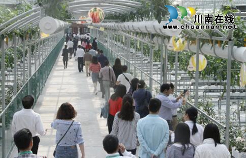 大江之阳董允坝&nbsp;美丽乡村嘉年华(图4)