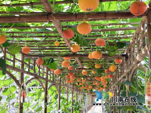 五一节去哪嗨？泸州“蔬菜王国”等你来开味(图9)