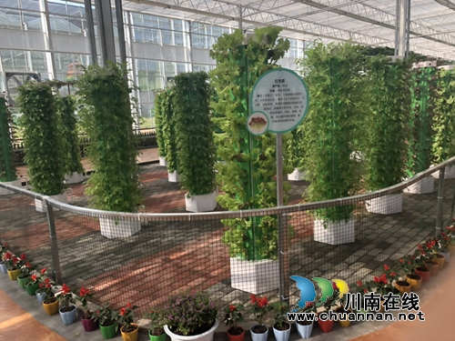 五一节去哪嗨？泸州“蔬菜王国”等你来开味(图11)