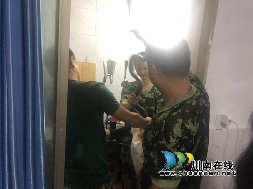 泸州：大蛇进厨房吓坏居民 消防员成“捕蛇人”(图1)