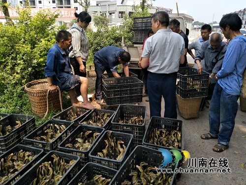合江县法王寺镇开展农村贫困残疾人实用技术培训(图1)