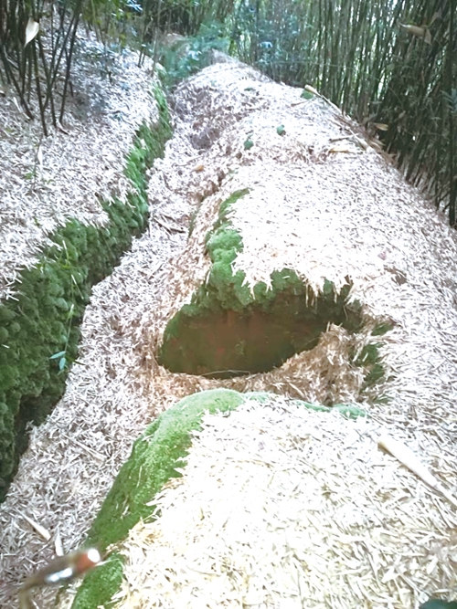 纳溪大山深处疑藏战壕遗址?(图2) 纳溪大山深处疑藏战壕遗址?(图2)