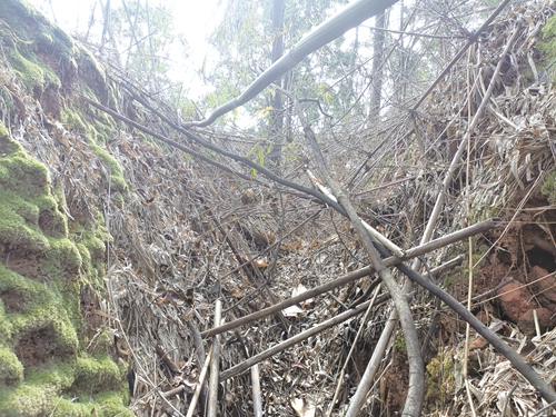 纳溪大山深处疑藏战壕遗址?(图3) 纳溪大山深处疑藏战壕遗址?(图3)