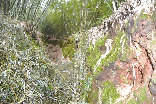 纳溪大山深处疑藏战壕遗址?(图5) 纳溪大山深处疑藏战壕遗址?(图5)