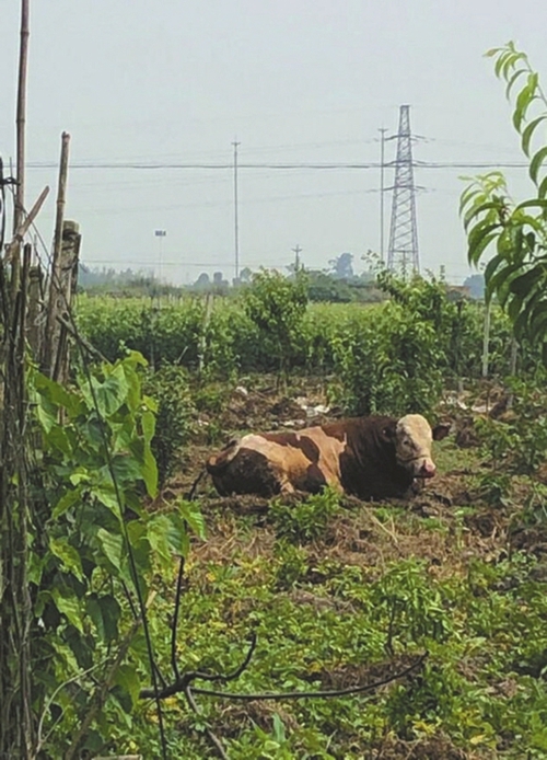 四川：疯牛横冲直闯伤2人&nbsp;民警果断一枪击毙(图1)