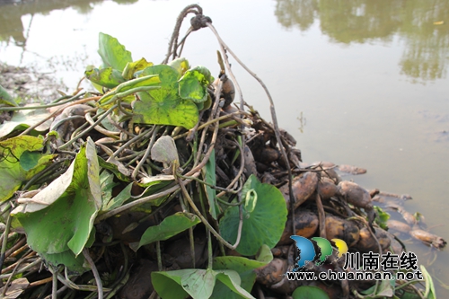 泸县云龙：扶贫产业园让贫困户从“等靠要”到“自谋钱途”(图3)