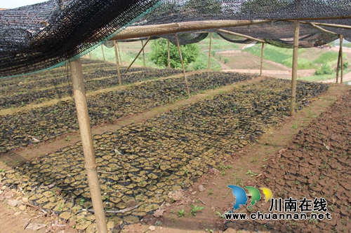 泸县云龙：扶贫产业园让贫困户从“等靠要”到“自谋钱途”(图4)