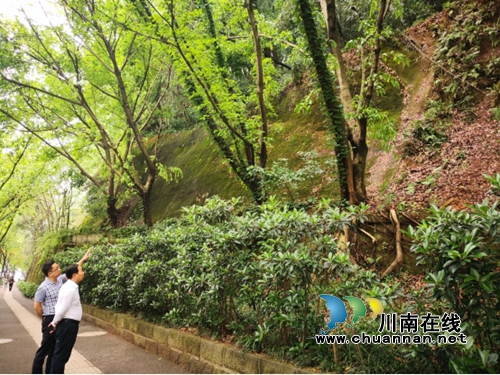 江阳区北城街道办事处开展汛前地灾隐患巡查(图1)