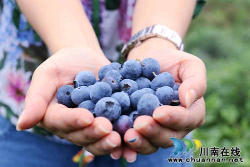 五一好去处，来龙马潭区长安镇感受蓝莓自由(图5)