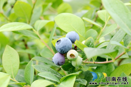 五一好去处，来龙马潭区长安镇感受蓝莓自由(图3)