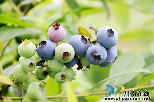 五一好去处，来龙马潭区长安镇感受蓝莓自由(图2)