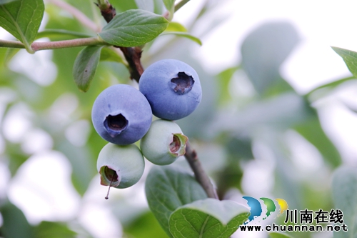 五一好去处，来龙马潭区长安镇感受蓝莓自由(图4)