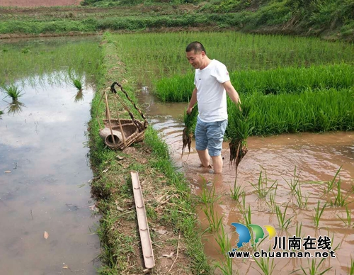泸县烟草专卖局干部为贫困户插秧(图1)