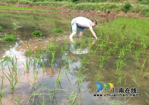 泸县烟草专卖局干部为贫困户插秧(图2)