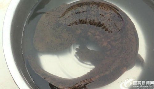 长61厘米 宜宾江安境内长江水域发现野生娃娃鱼(图1) 长61厘米 宜宾江安境内长江水域发现野生娃娃鱼(图1)