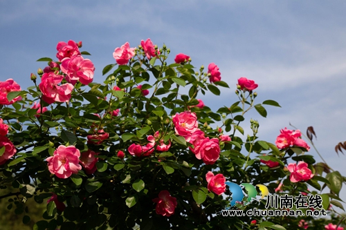合江榕右数万株月季花惊艳盛开 速速约团赏花(图1) 合江榕右数万株月季花惊艳盛开 速速约团赏花(图1)