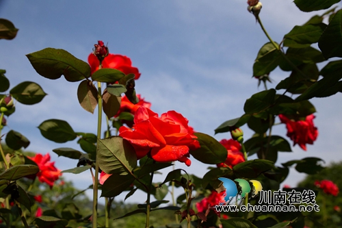 合江榕右数万株月季花惊艳盛开 速速约团赏花(图2) 合江榕右数万株月季花惊艳盛开 速速约团赏花(图2)