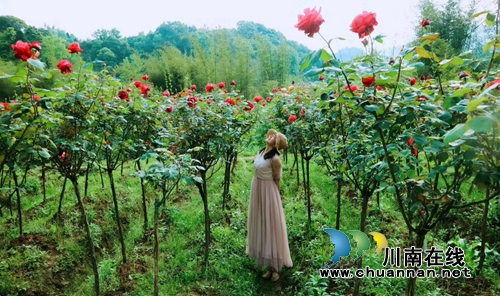 合江榕右数万株月季花惊艳盛开 速速约团赏花(图3) 合江榕右数万株月季花惊艳盛开 速速约团赏花(图3)