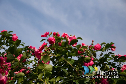 合江榕右数万株月季花惊艳盛开 速速约团赏花(图4) 合江榕右数万株月季花惊艳盛开 速速约团赏花(图4)