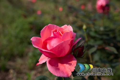 合江榕右数万株月季花惊艳盛开 速速约团赏花(图5) 合江榕右数万株月季花惊艳盛开 速速约团赏花(图5)