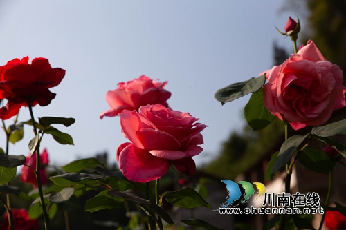 合江榕右数万株月季花惊艳盛开 速速约团赏花(图6) 合江榕右数万株月季花惊艳盛开 速速约团赏花(图6)